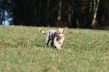 BERGER AUSTRALIEN PUPPIES 729